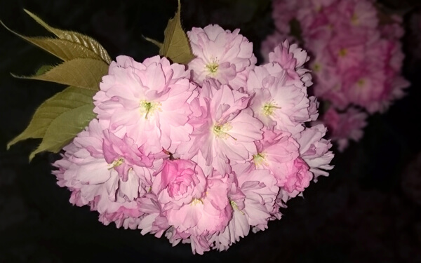 Cherry Flowers
