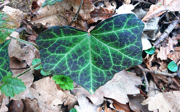 Ivy