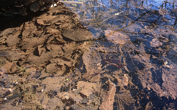 Leafs under Water