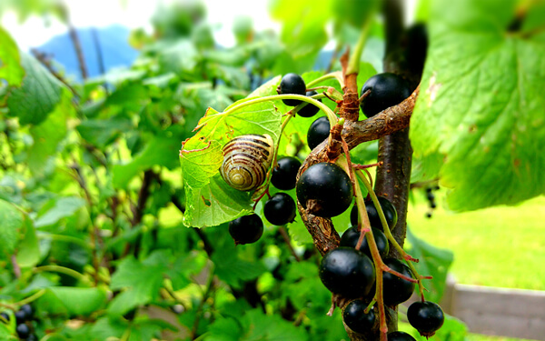 Snail