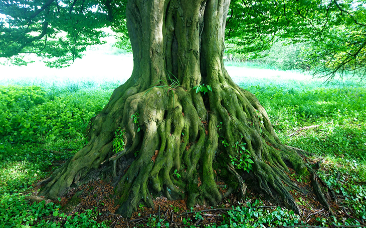 Roots